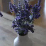 Miamar * 特罗吉尔