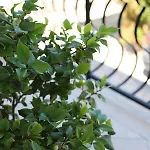 Miamar * 特罗吉尔